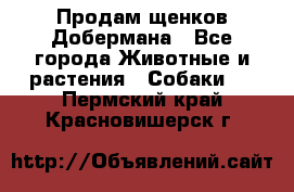 Продам щенков Добермана - Все города Животные и растения » Собаки   . Пермский край,Красновишерск г.